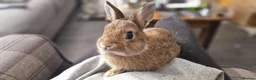 Netherland Dwarf rabbits for sale: Cute, Friendly, Young Female Netherland Dwarf  - Advert 3