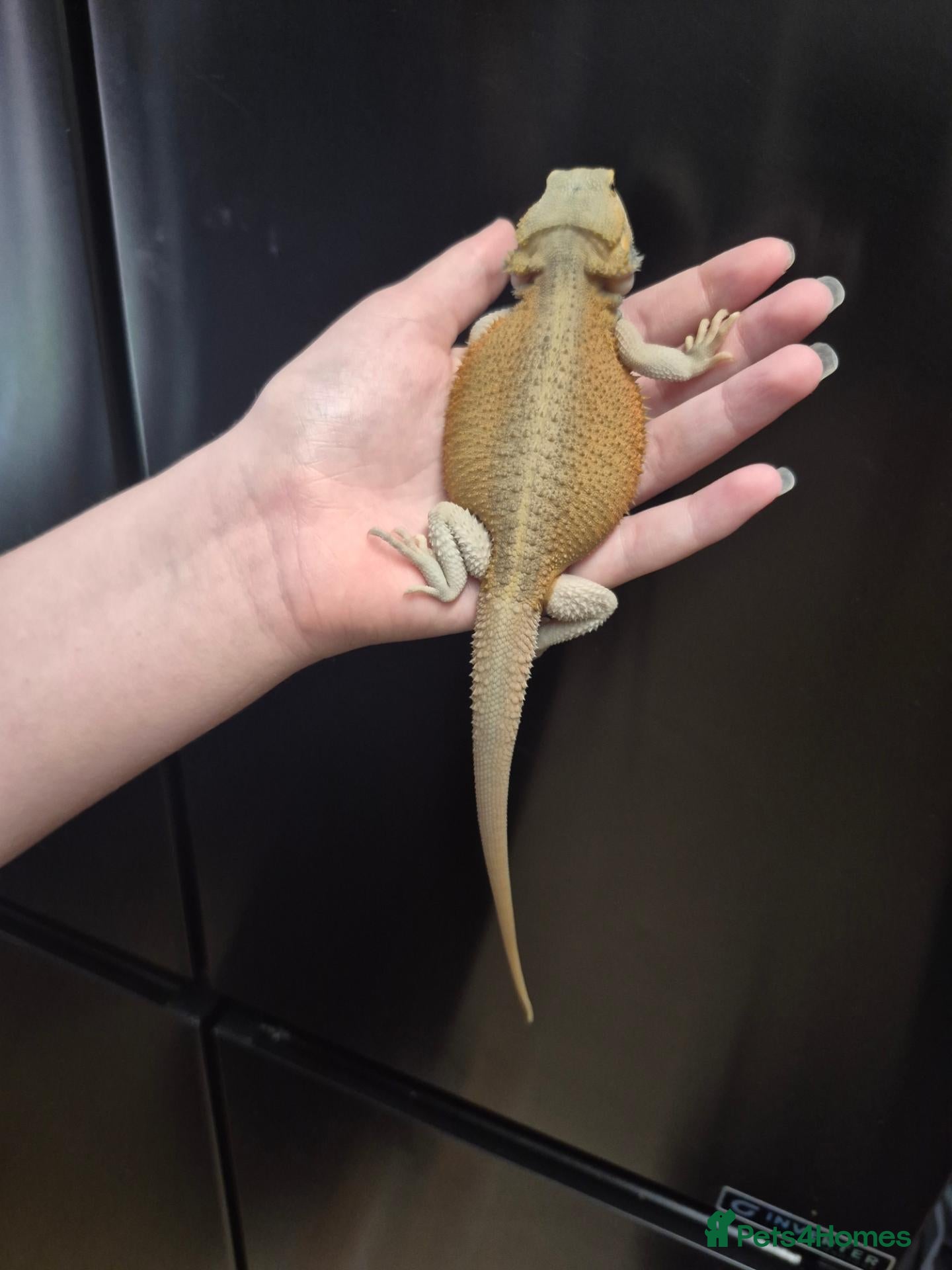 Bearded Dragon reptiles Baby bearded dragons  - Advert 2