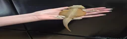 Bearded Dragon reptiles for sale: Baby bearded dragons  - Advert 4