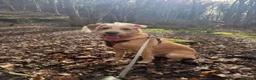 Mixed Breed dogs for sale: Crowley – Loving Lab×GWP Seeking Experienced Home in Bradford - Advert 24