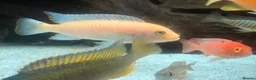 Cichlids fish for sale: Mix of CichlidS and others  - Advert 4