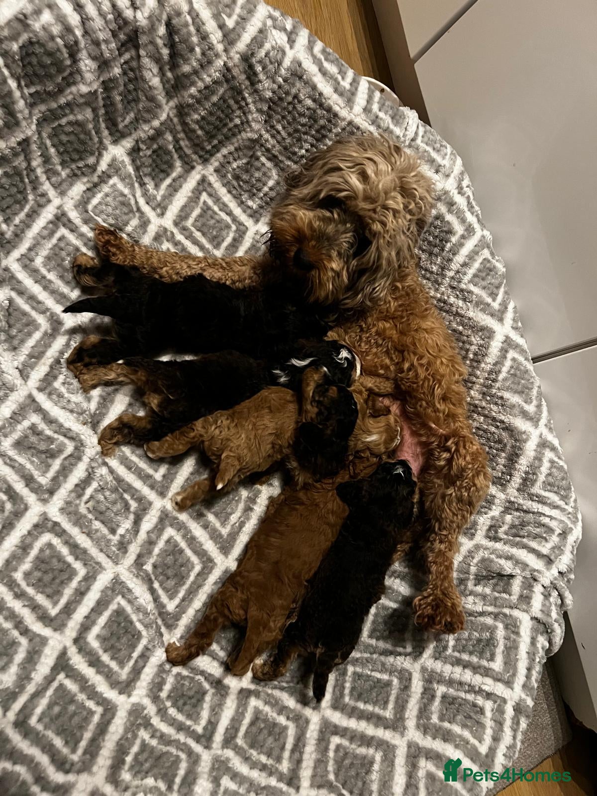 Cockapoo dogs F1b cockapoo for sale - Advert 2