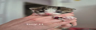 Mixed Breed Kitten H