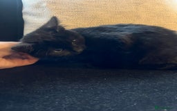 Bombay cats for sale: ragdoll mix (last of litter) 🐾 - Advert 7