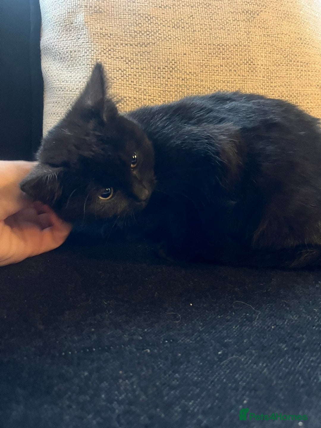 Bombay cats for sale: ragdoll mix (last of litter) 🐾 - Advert 7