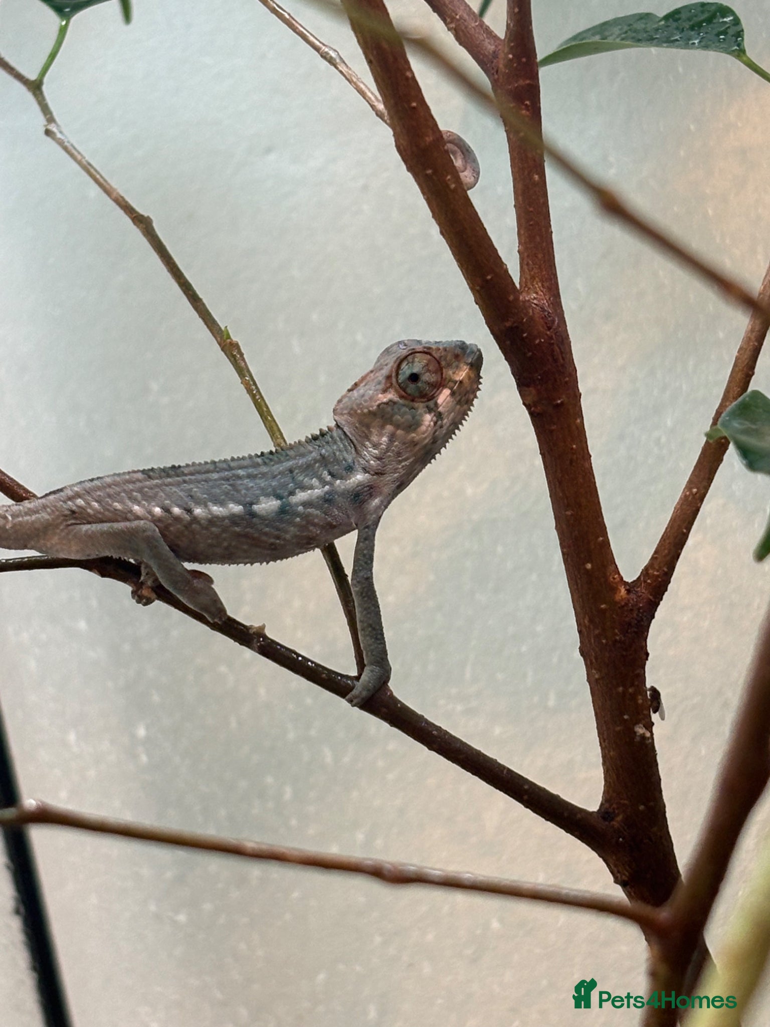 Chameleon reptiles Blue Ambanja Panther Chameleons 14 weeks old  - Advert 1