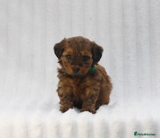 Mixed Breed dogs Havatoodle Pups - Advert 6