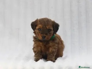 Mixed Breed dogs Havatoodle Pups - Advert 3