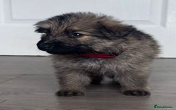 German Shepherd dogs for sale: Beautiful German sheppard puppies  - Image 13