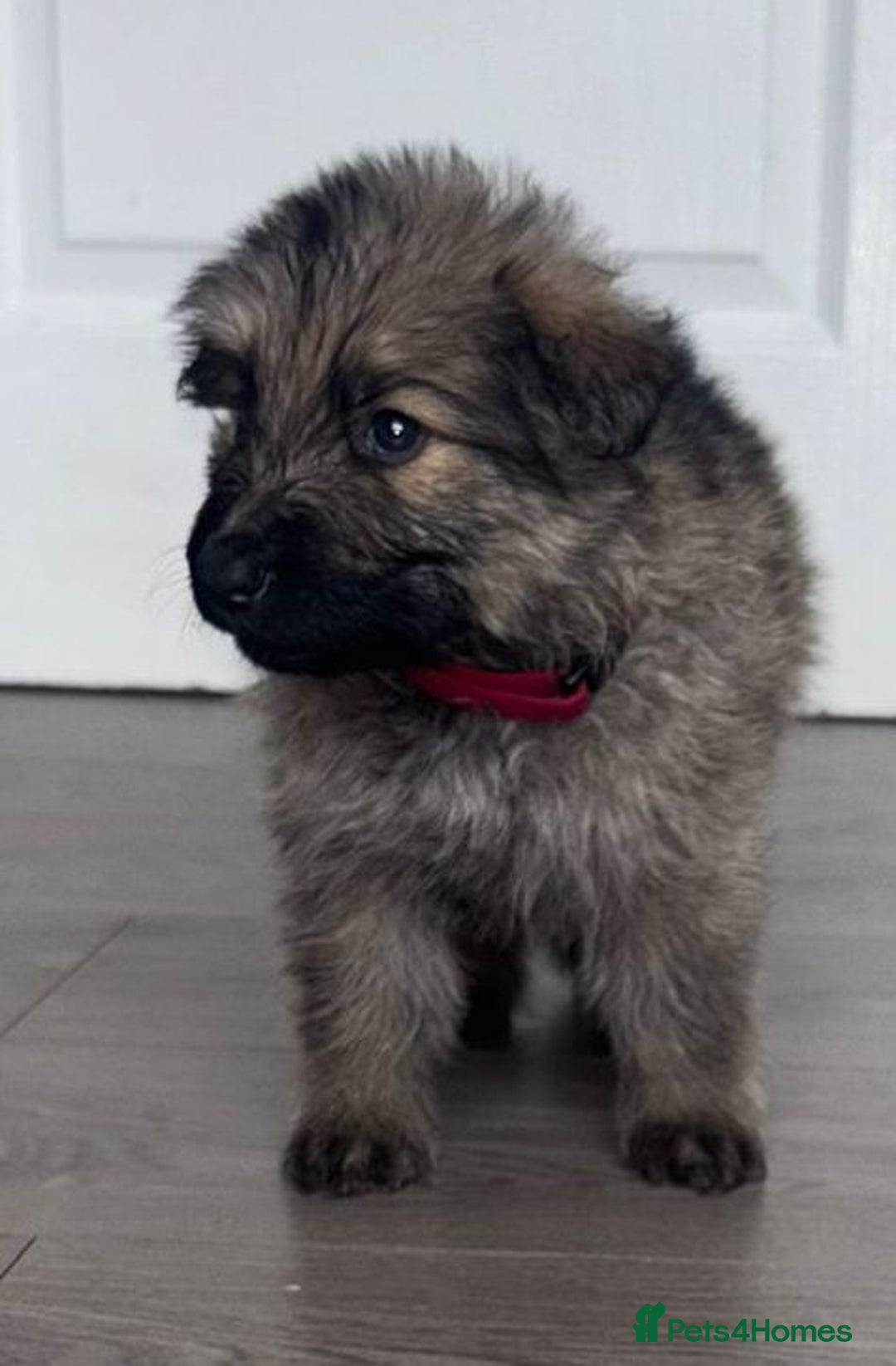 German Shepherd dogs for sale: Beautiful German sheppard puppies  - Image 13