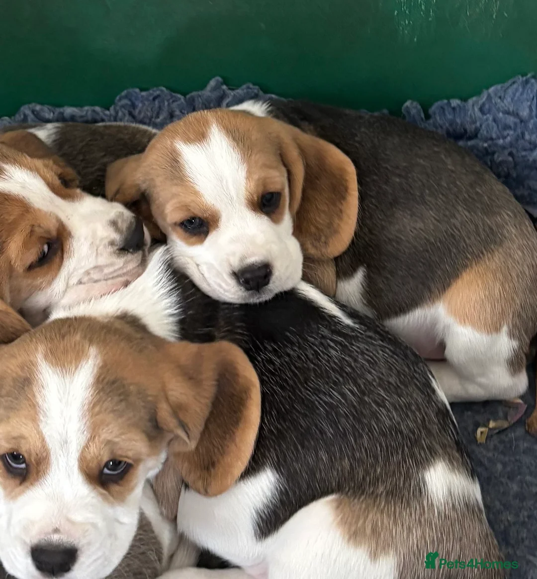 Beagle dogs for sale: Beagle Tricolour Bitch Puppies  - Advert 1