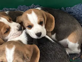 Beagle dogs Beagle Tricolour Bitch Puppies - Advert 1