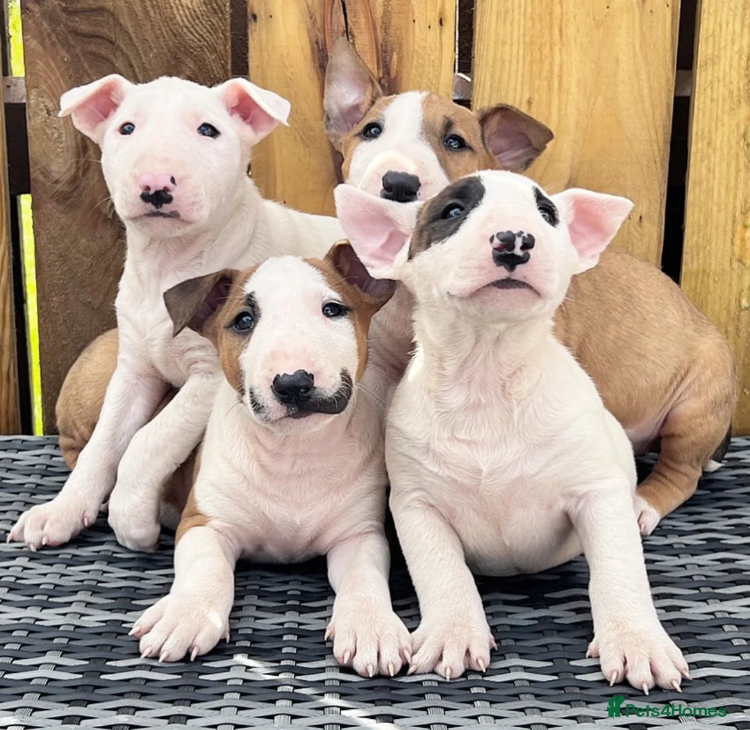 English Bull Terrier dogs for stud: CHAMPION LINES ENGLISH BULL TERRIER FOR STUD. in Sunderland - Advert 10