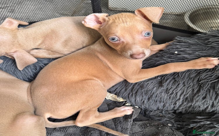 Italian Greyhound dogs - Advert 4