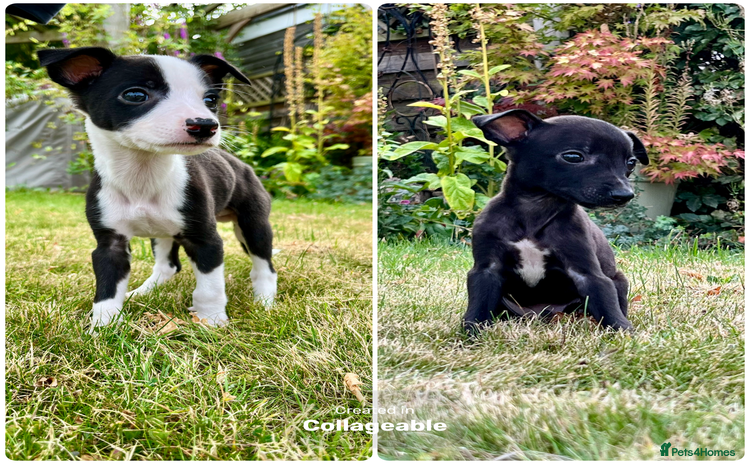 Whippet dogs - Advert 5