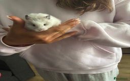 Hamster rodents for sale: Long Haired Syrian Show Hamster - Image 5