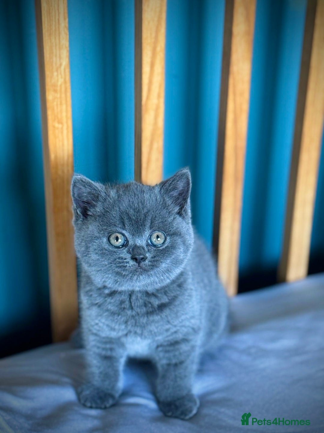 British Shorthair cats for sale: British Shorthair Kittens - Advert 6