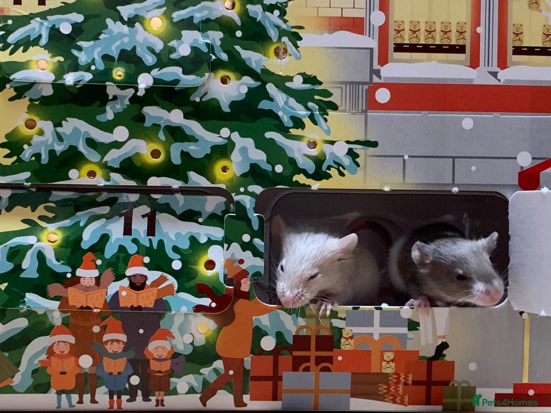 Mouse rodents for sale: Friendly fancy mice - Advert 6