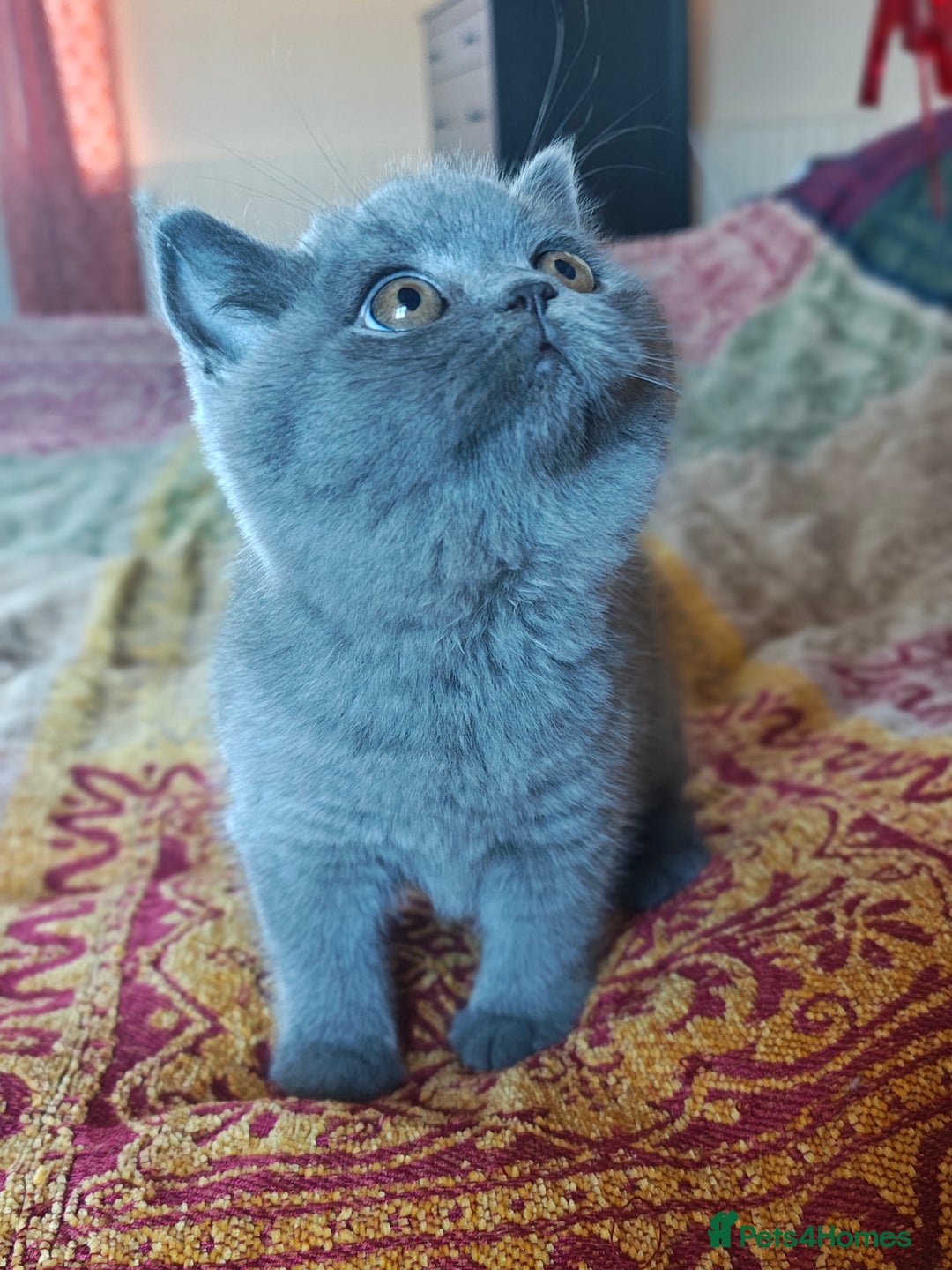 British Shorthair cats for sale: Last blue girl  BSH TICA  registered  - Advert 6