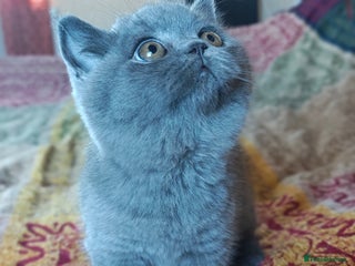 British Shorthair cats Stunning Teddy bear BSH kittens GCCF - Advert 14