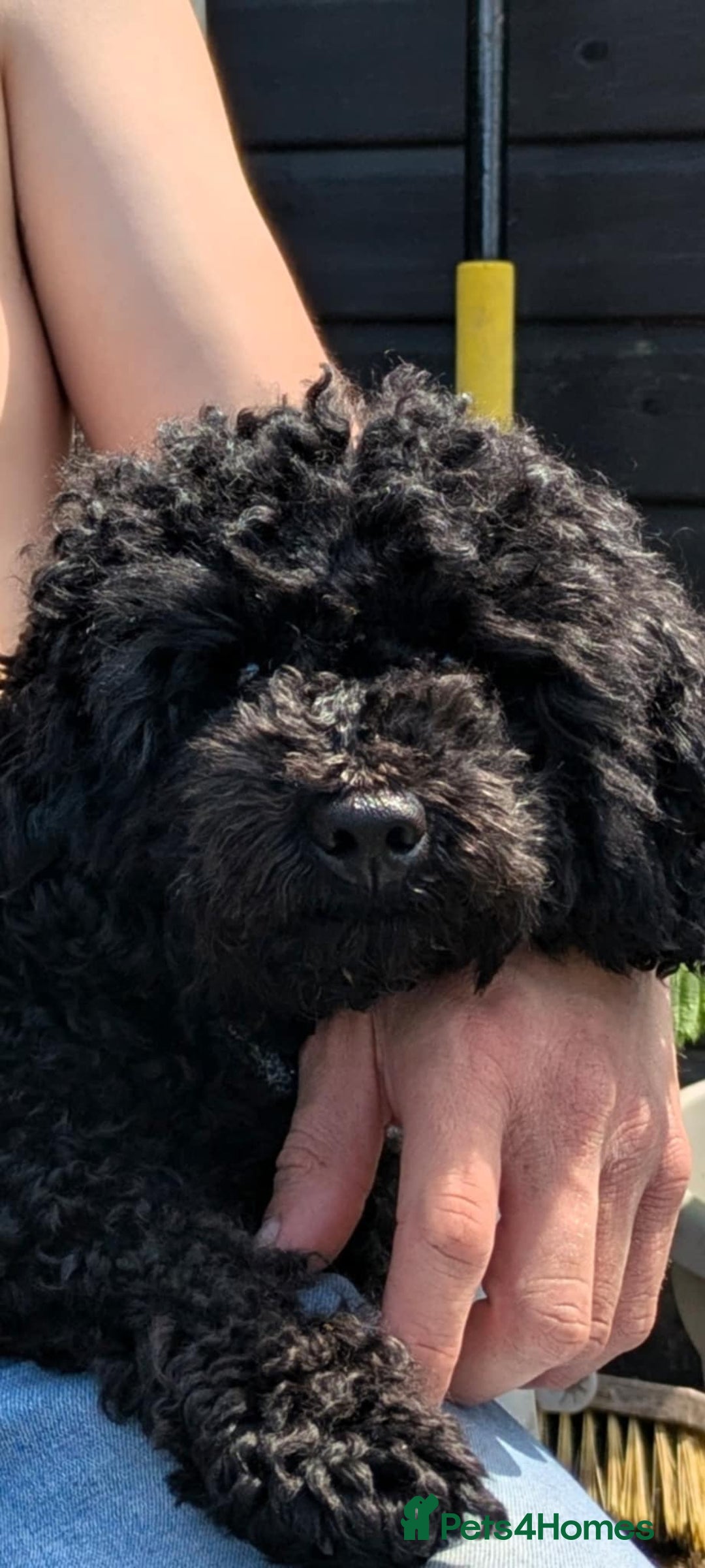 Toy Poodle dogs for sale: Gorgeous Toy poodle pups, 1 boy 2 girls - Advert 3