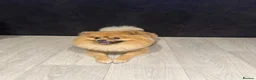 Pomeranian dogs for sale: Bruno - Advert 4