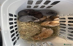 Lionhead rabbits for sale: Lionhead bunnies - Image 20