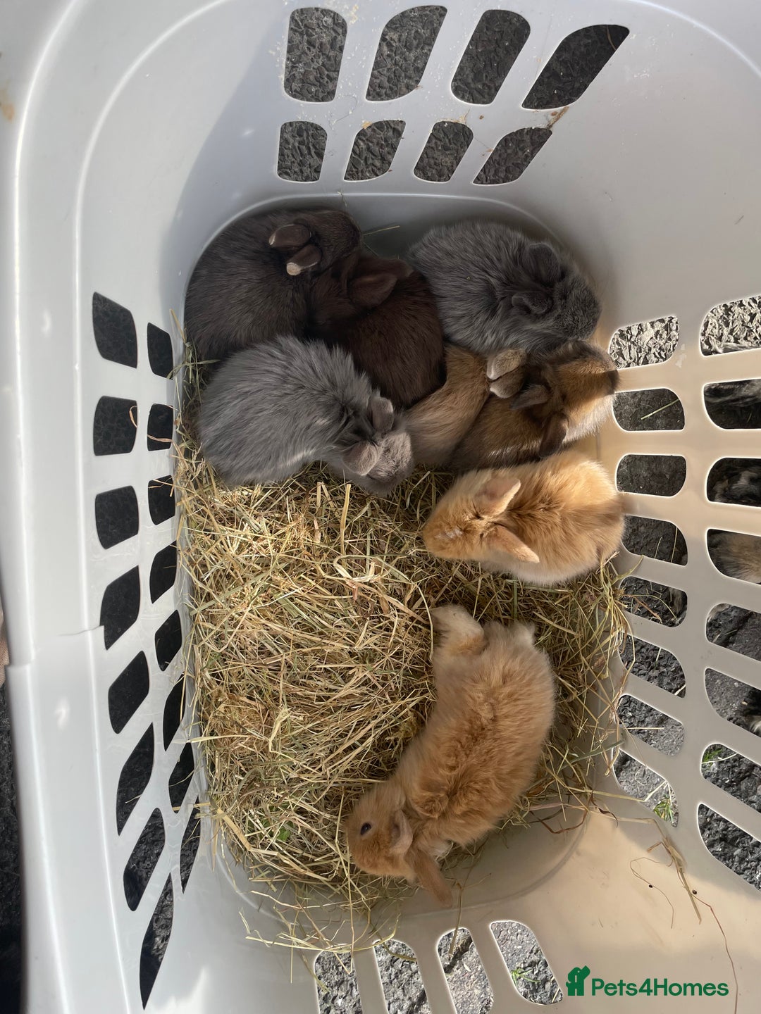 Lionhead rabbits for sale: Lionhead bunnies - Image 20