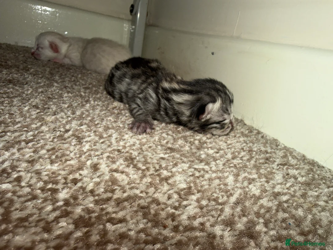 Bengal cats for sale: Bengal kittens  - Advert 9