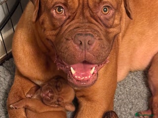 Dogue De Bordeaux dogs Dogue de Bordeaux Pups - Advert 7
