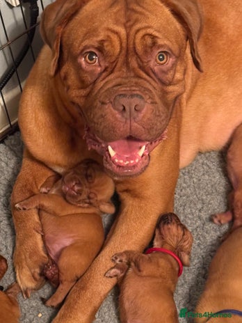 Dogue De Bordeaux dogs Dogue de Bordeaux Pups - Advert 1