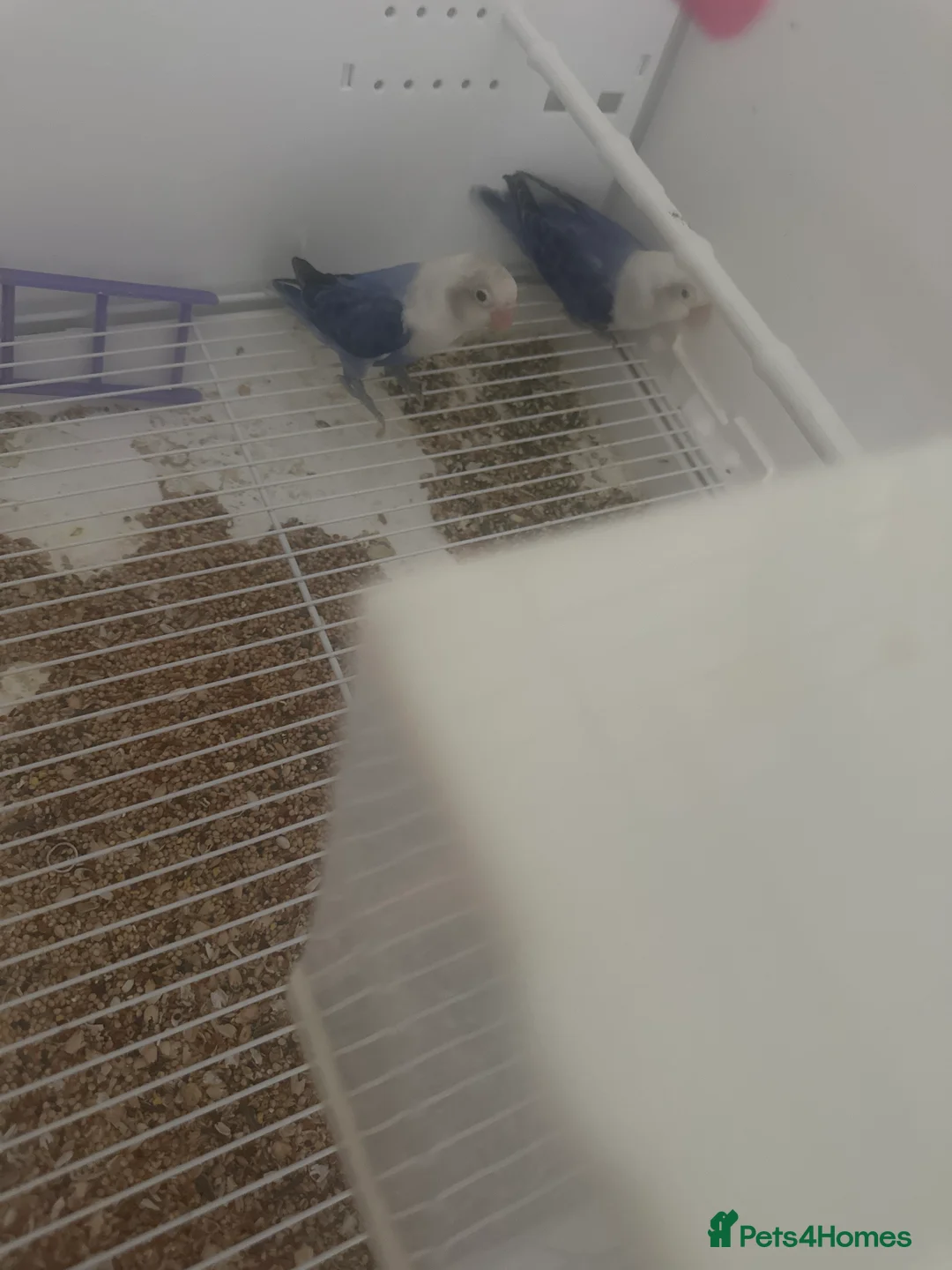 Lovebirds birds for sale: Lovebirds in Harlow - Advert 2