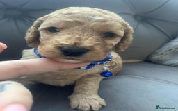 Cockapoo dogs for sale: Cockapoo Lovley Puppies  - Image 29