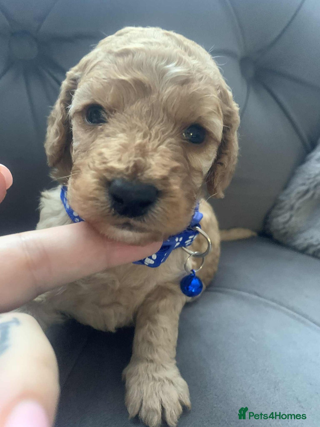 Cockapoo dogs for sale: Cockapoo Lovley Puppies  - Image 29