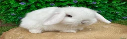 Mini Lop rabbits for sale: Stunning purebred mini lops - Advert 17