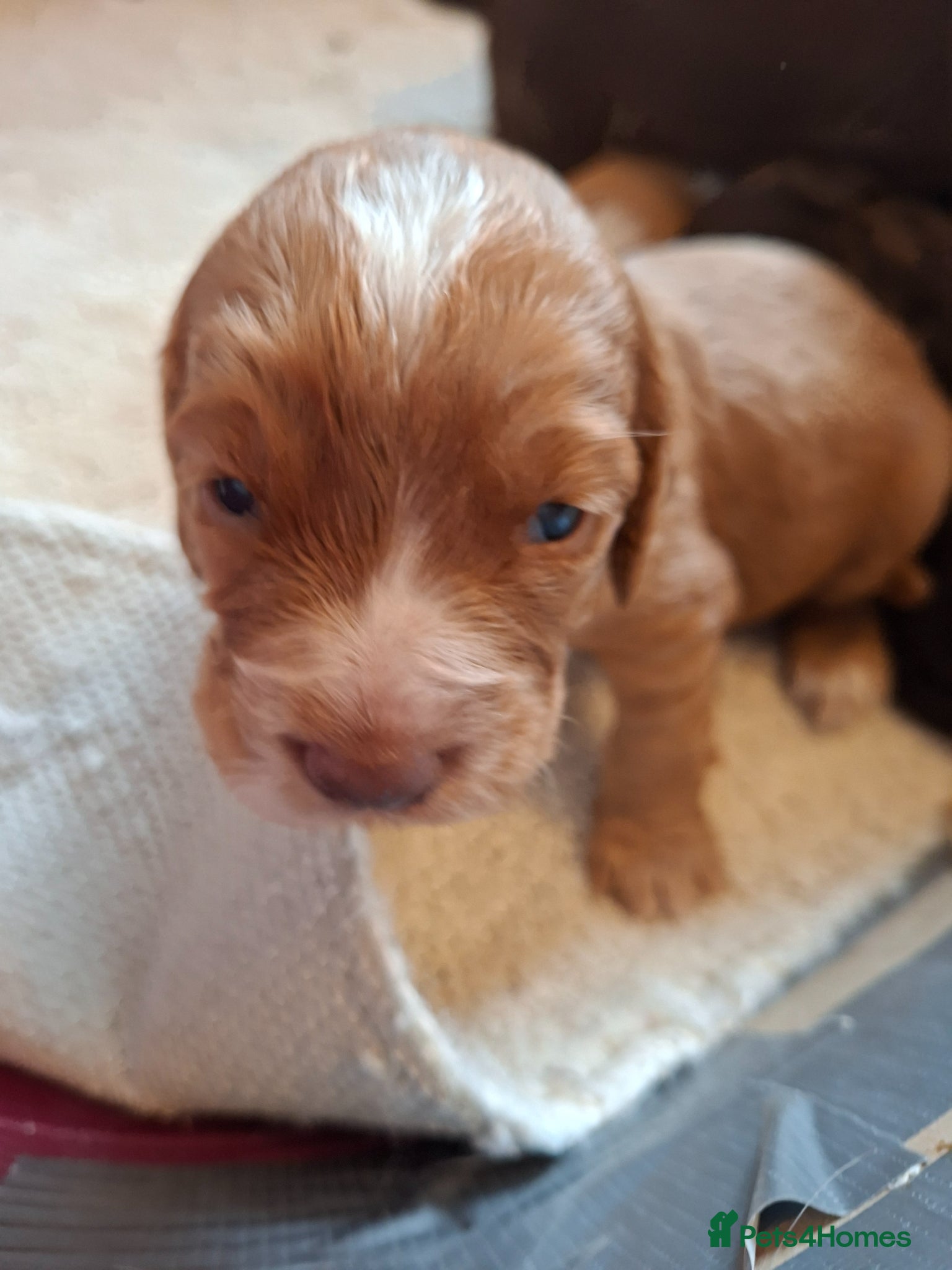 Cocker Spaniel dogs Cocker spaniel puppies  - Advert 6