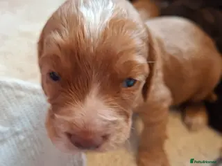 Cocker Spaniel dogs Cocker spaniel puppies - Advert 6