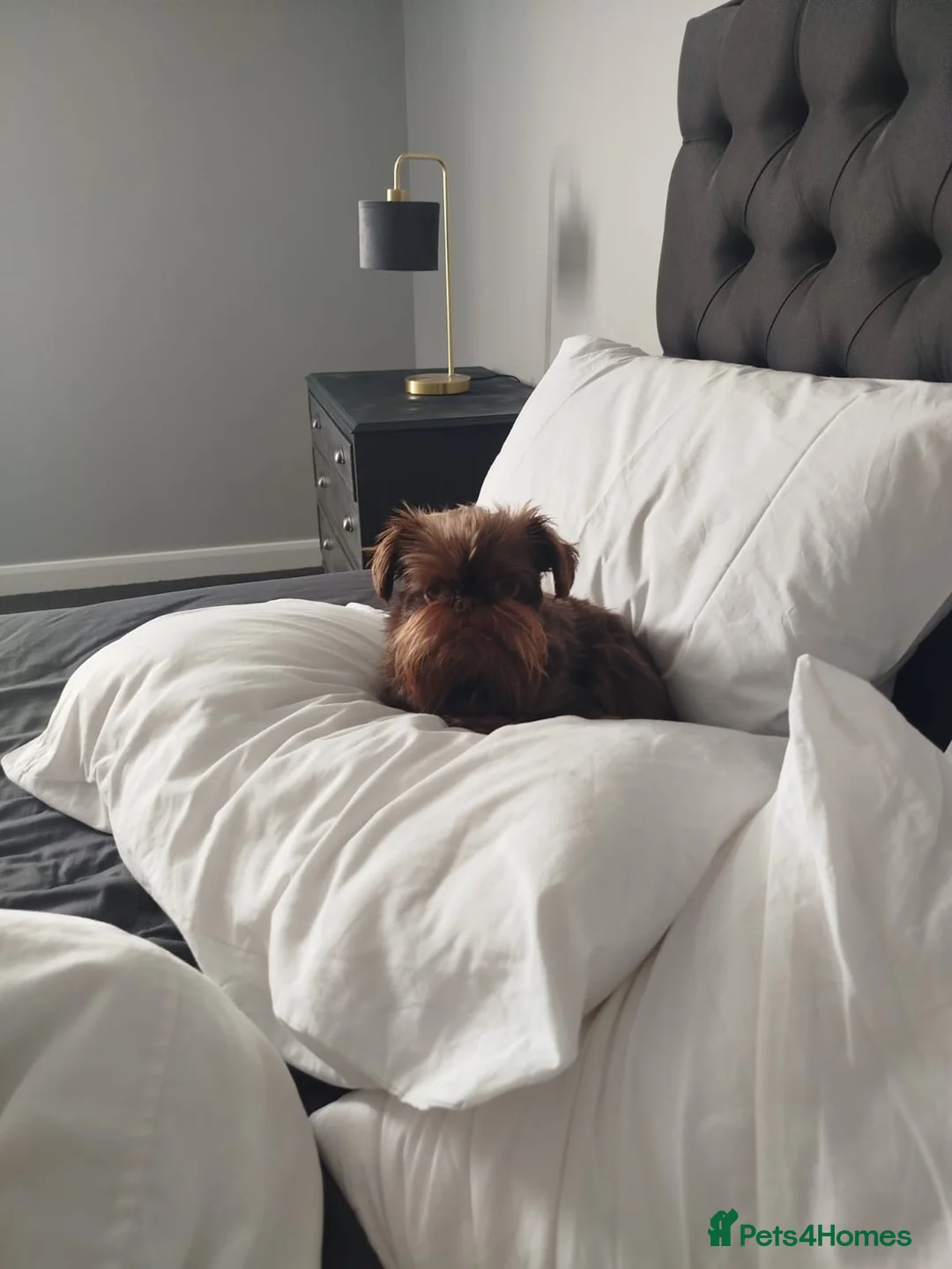 Griffon Bruxellois dogs for sale: Adorable chocolate boy - Advert 18