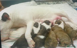 English Bull Terrier dogs for sale: Puppies Available  - Image 9