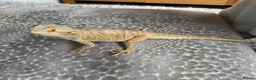 Bearded Dragon reptiles for sale: Bearded dragon  - Advert 5