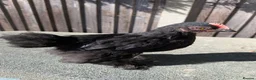 Chickens poultry for sale: Rare colour laced cockerels - free - Advert 14