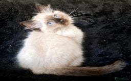 Ragdoll cats for sale: 1 LOVING RAGDOLL BOY is WAITING FOR LOVING HOME - Image 18
