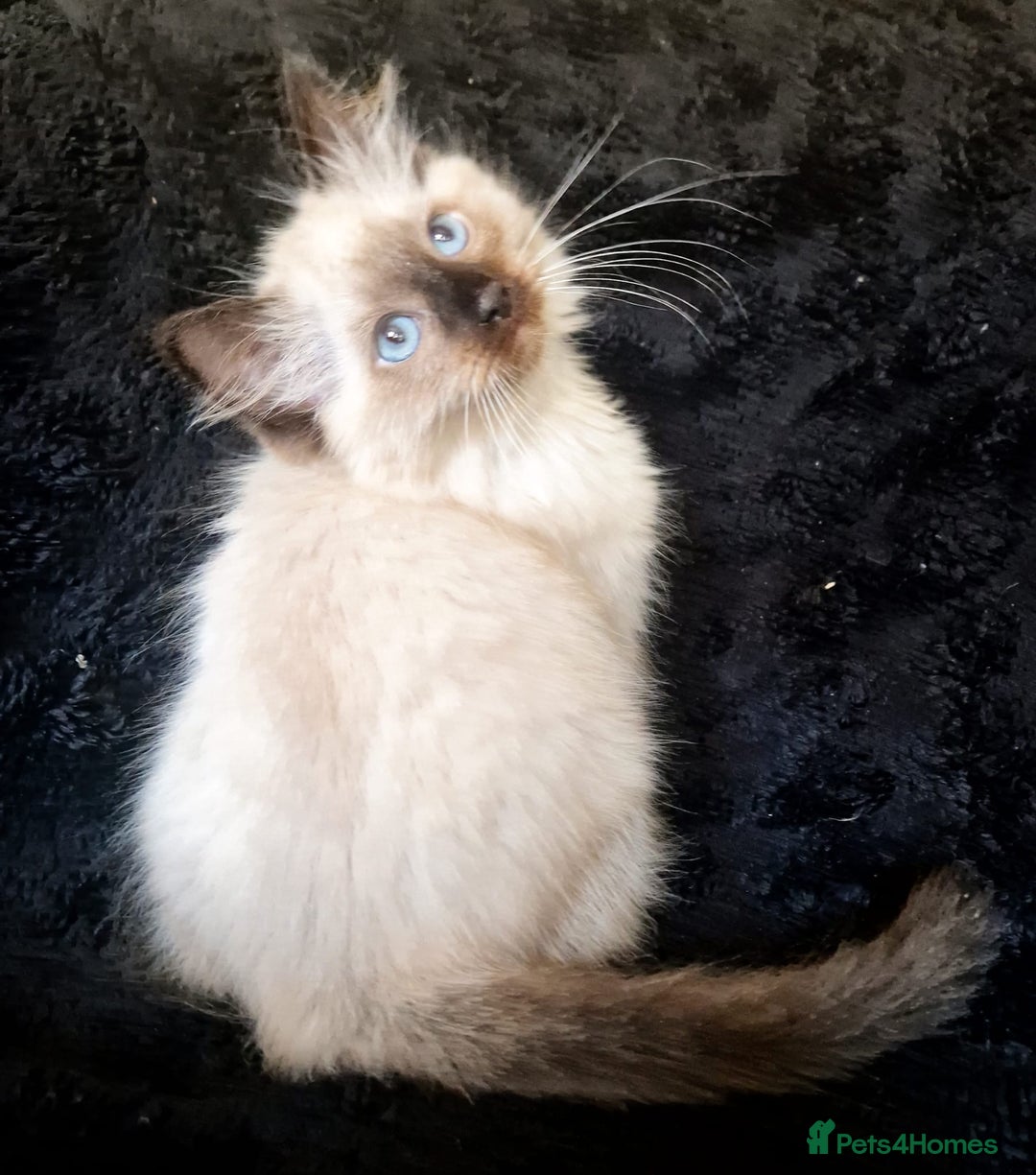 Ragdoll cats for sale: 1 LOVING RAGDOLL BOY is WAITING FOR LOVING HOME - Image 18