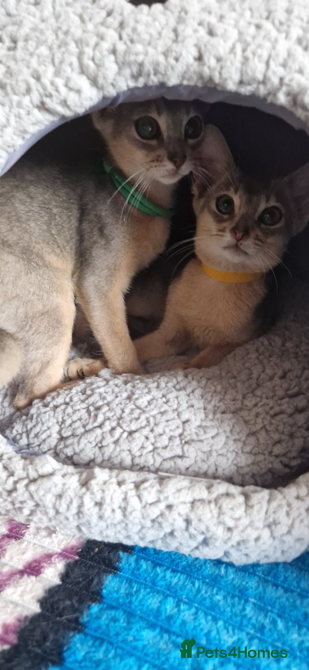 Abyssinian cats for sale: Pure Abyssinian kittens ❤️Ready to go 😍  - Image 14