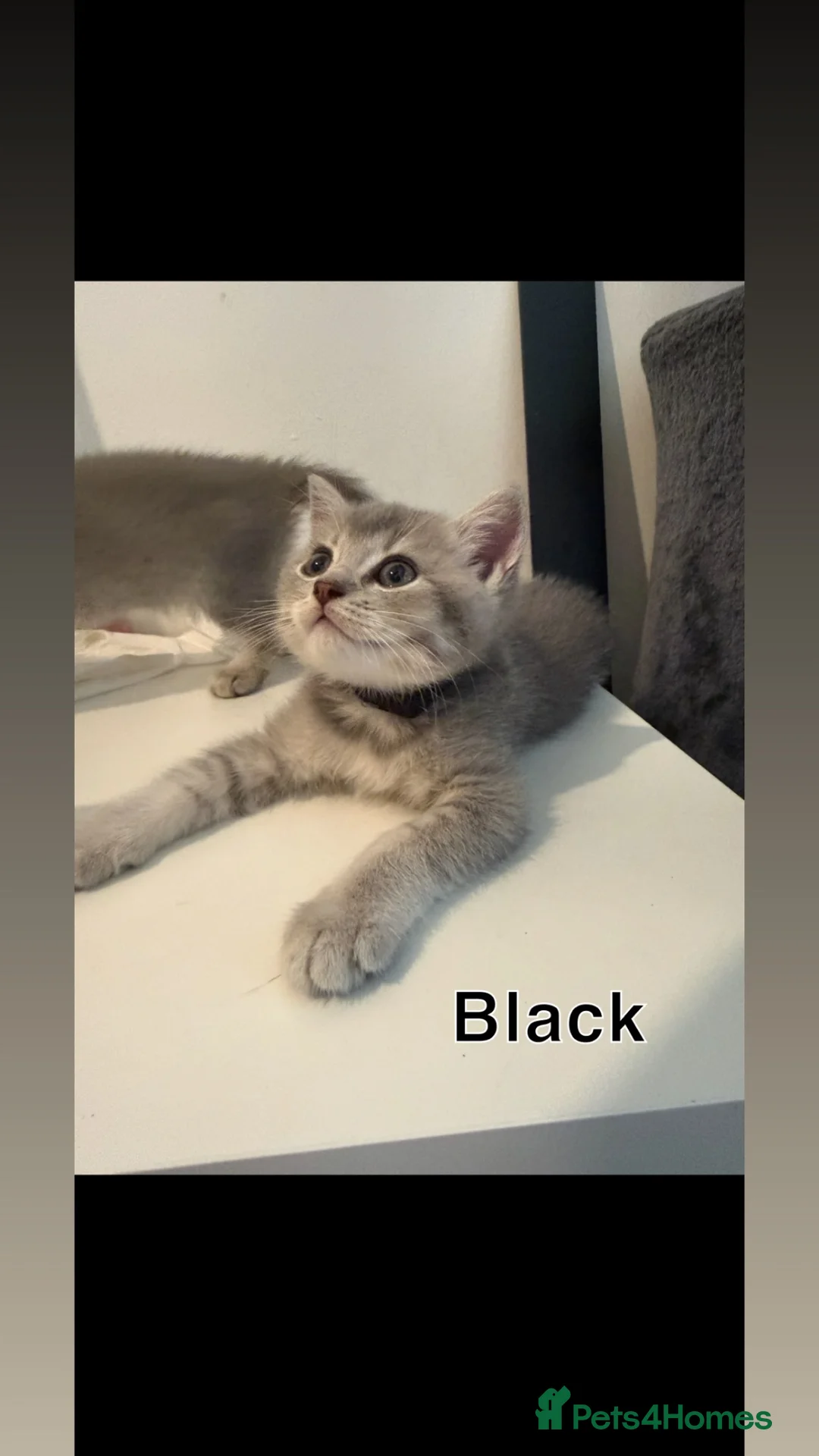 British Shorthair cats for sale: 🐾Beautiful British Shorthair × British Longhair🐾 in Orpington - Advert 2