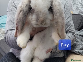 French Lop rabbits Pure Bred French Lop babies - Advert 3