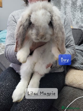 French Lop rabbits Pure Bred French Lop babies - Advert 3