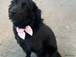 Cockapoo dogs 💔 Rehoming our beautiful Bella 💔 - Advert 1