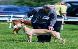 Whippet dogs for stud: Demerlay On a Promise in Wakefield - Image 1