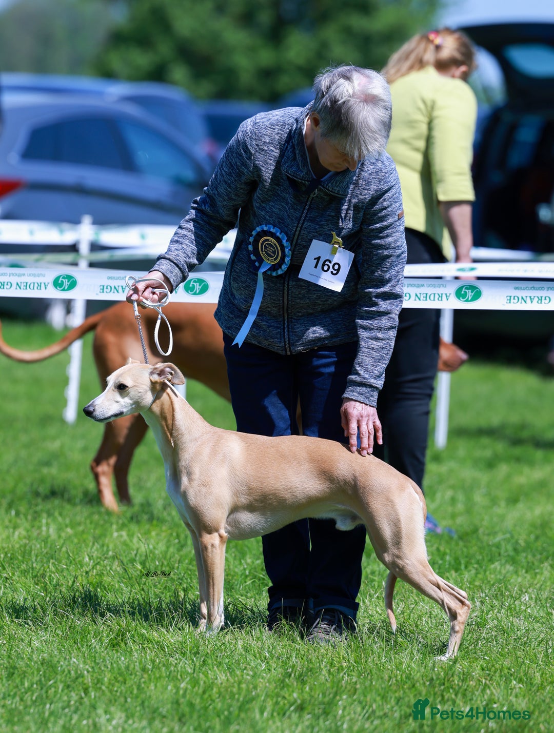 Whippet dogs for stud: Demerlay On a Promise in Wakefield - Image 1